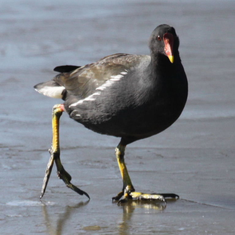 Dancing on Ice