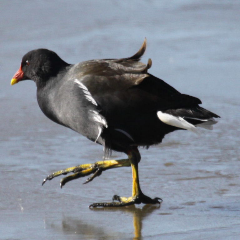 Dancing on Ice