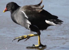 Dancing on ice