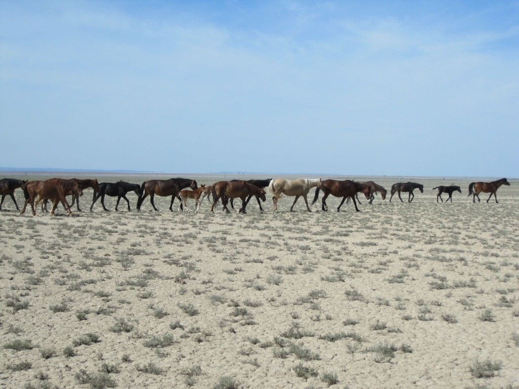 Year of the Horse