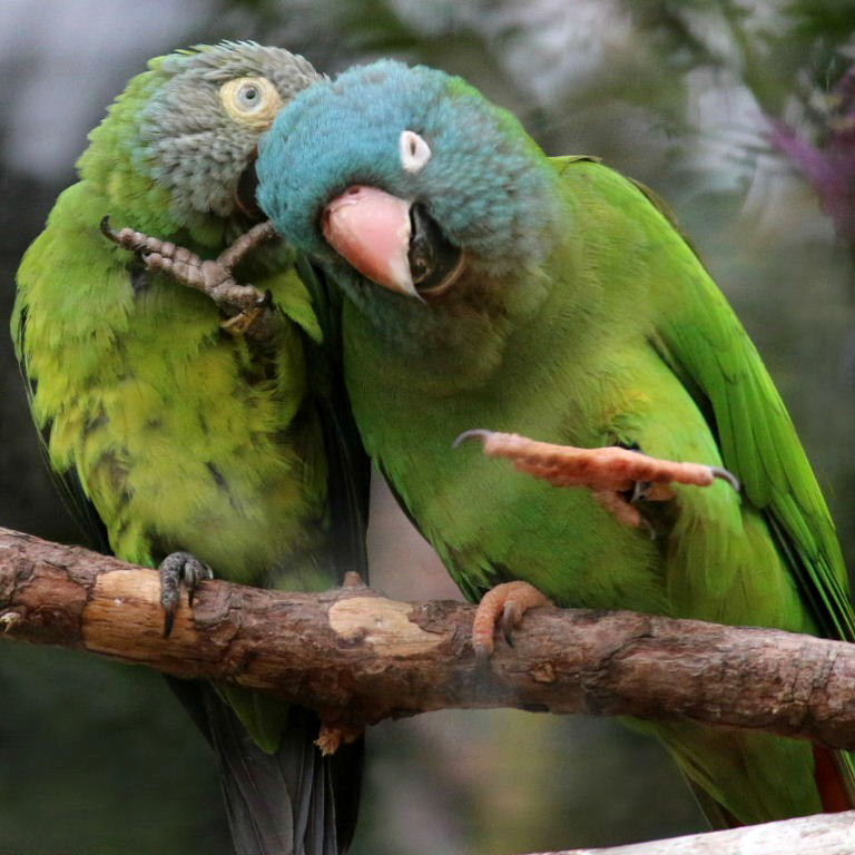 Parrot humour