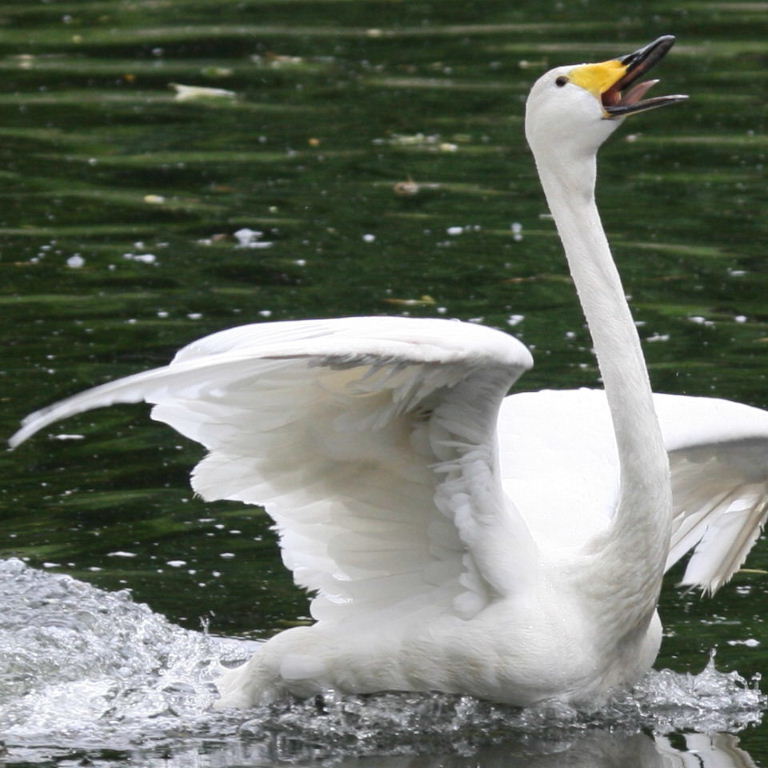 Swan Song