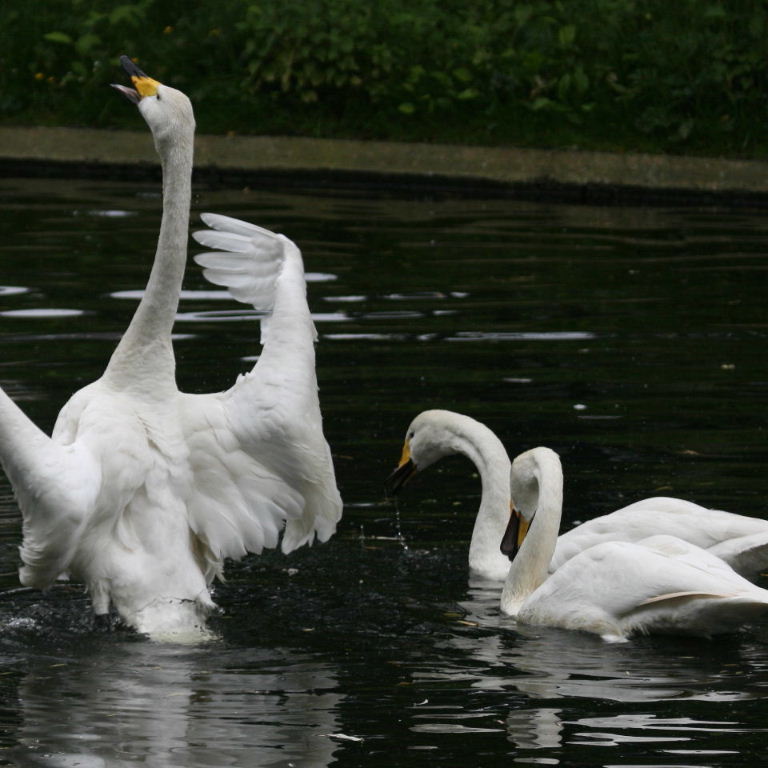 Conducting the Swan Song