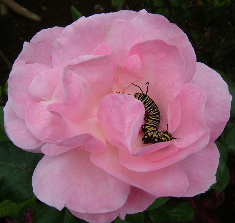 Rose for International Ladies' Day