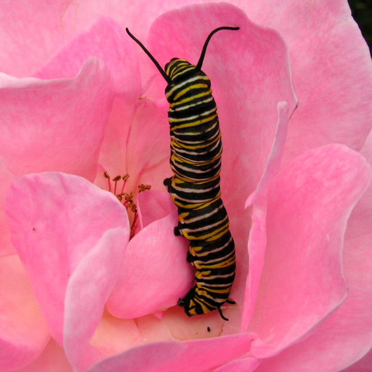 Rose for International Women's Day