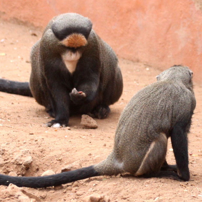 Monkeying about