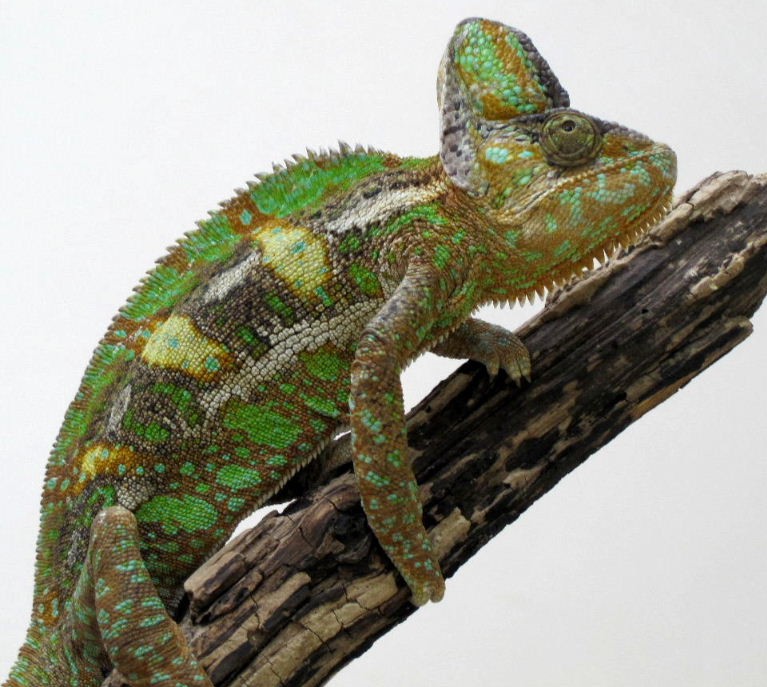 Chameleon with headache