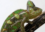 Chameleon with headache