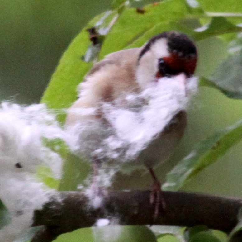 Goldfinch with nesting material