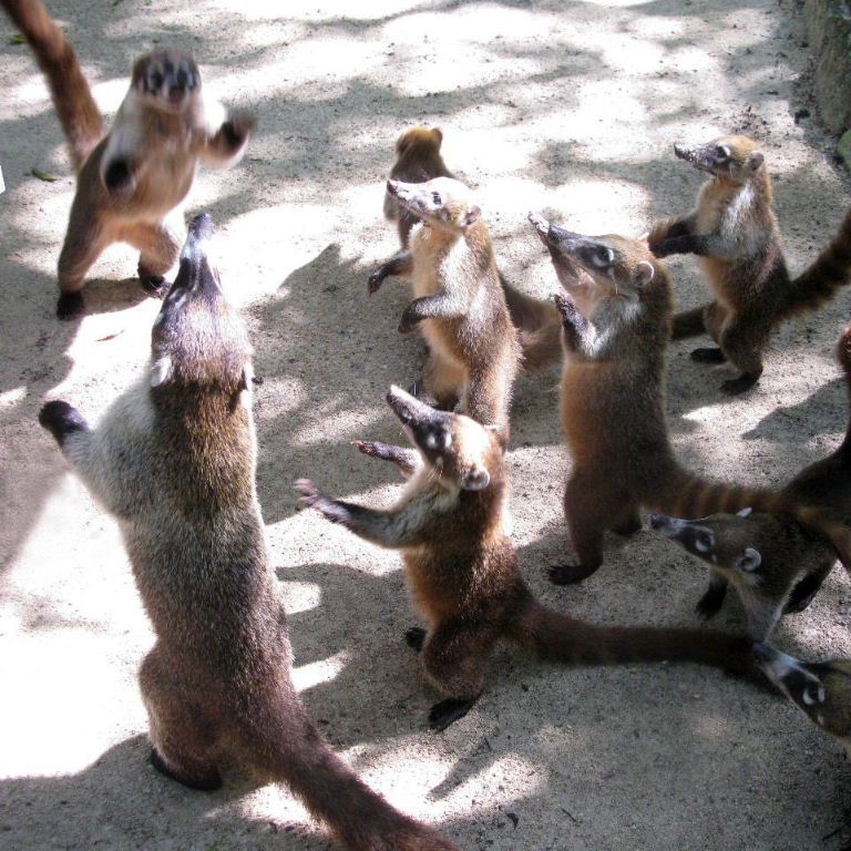 Simon says Praise the Lord