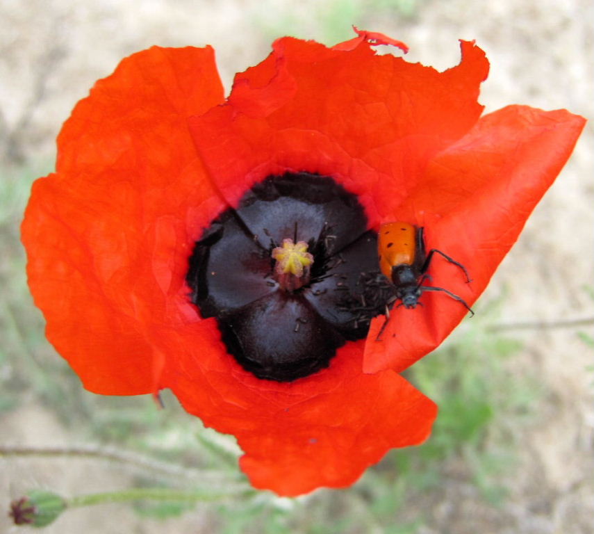 Remembrance Poppy