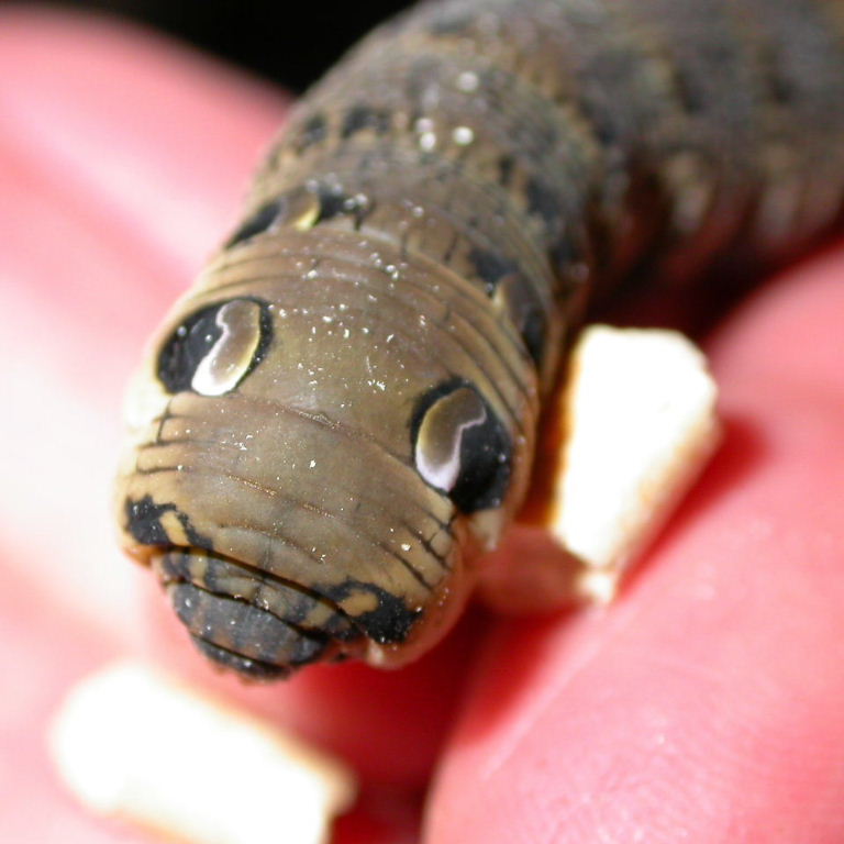 Elephant hawkmoth caterpillar false eyes