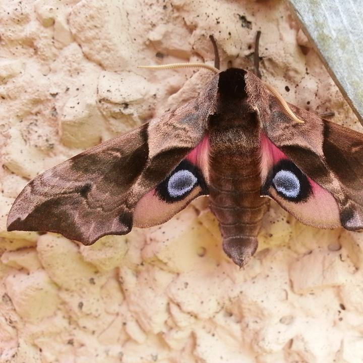 Eyed Hawkmoth false eyes