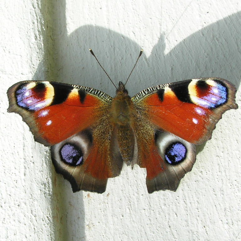 Peacock butterfly false eyes