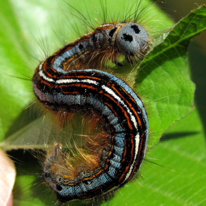 Lackey caterpillar false eyes