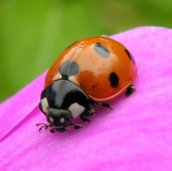 Ladybird false eyes