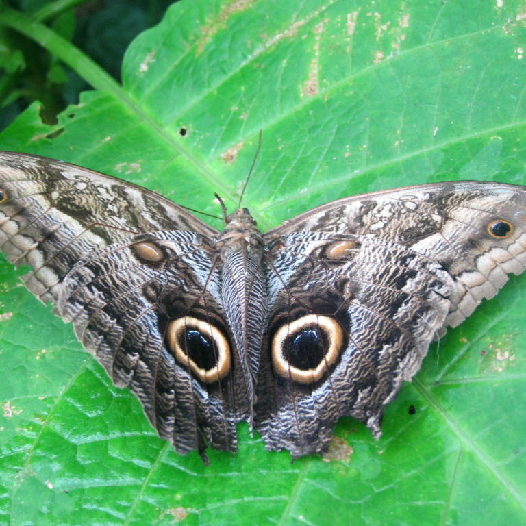 Owl butterfly false eyes