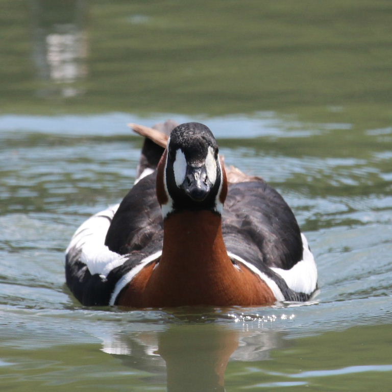 Red-breasted goose false eyes