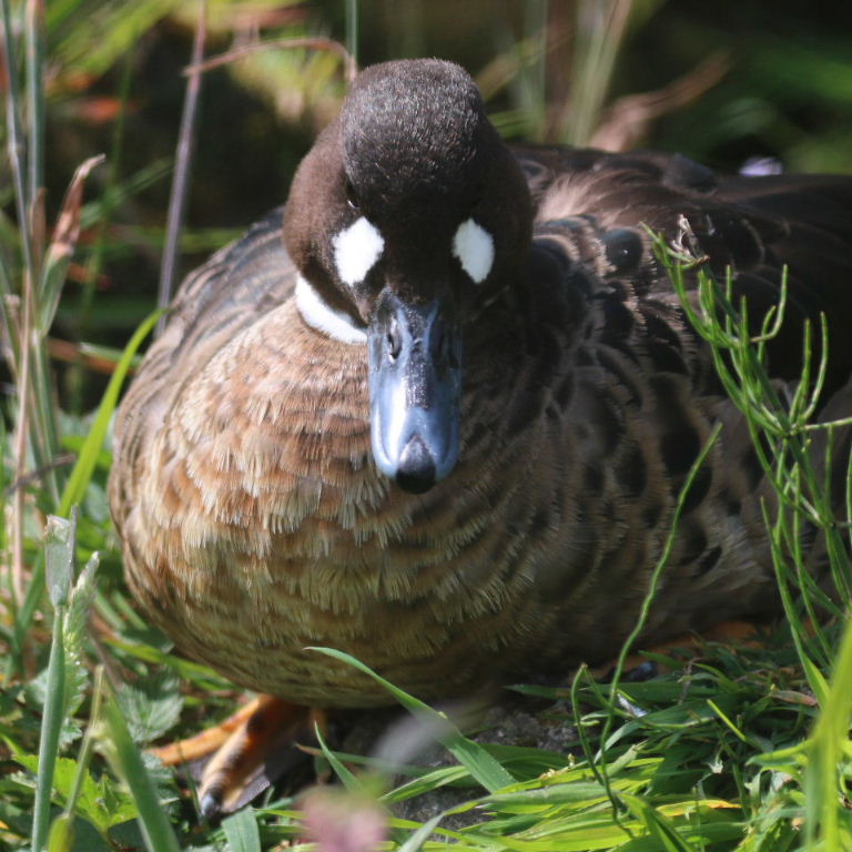 Spectacled Duck false eyes