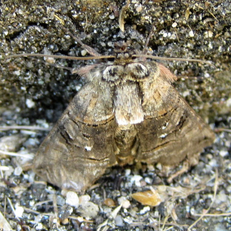 The Spectacle moth false eyes