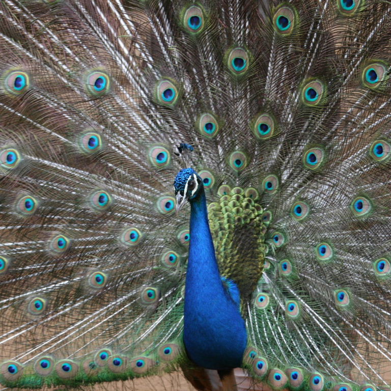 Does my bum look big in this?