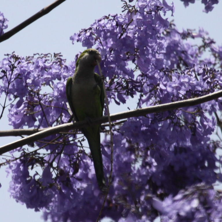 Monk Parakeet on Bassoon