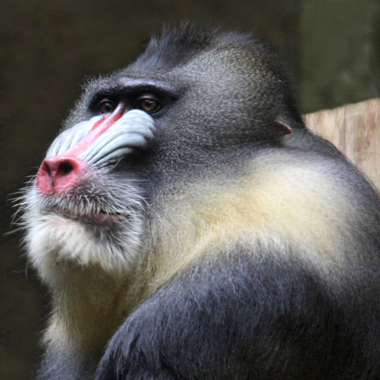 Mandrill blowing his own trumpet