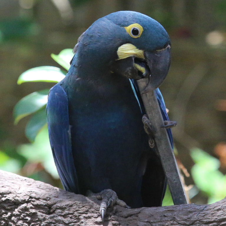 Macaw on flute