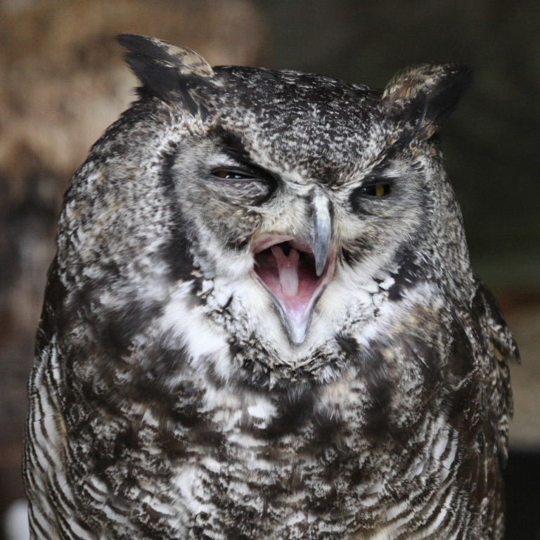 Great Horned Owl singing