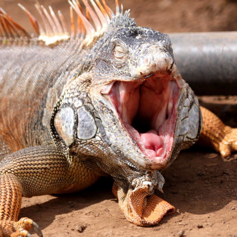 Iguana singing
