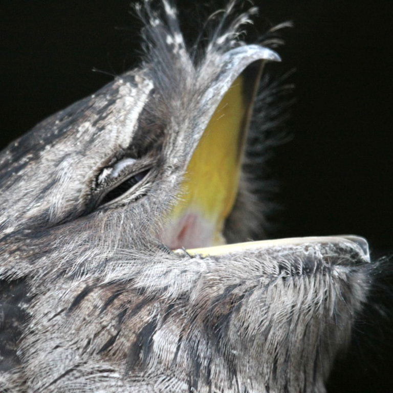 Frogmouth singing
