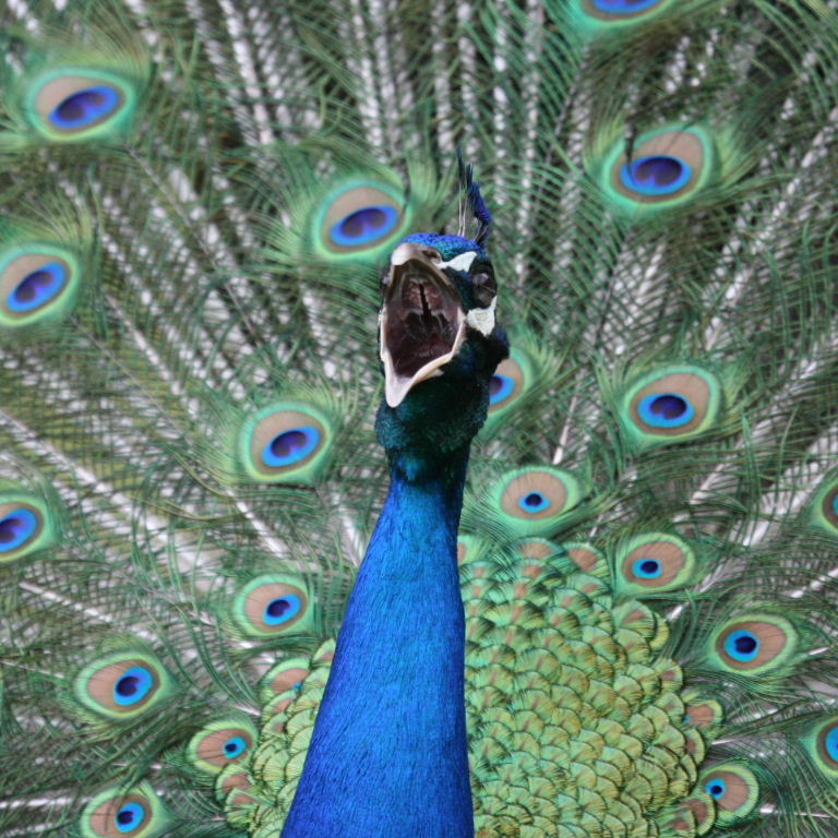 Peacock singing