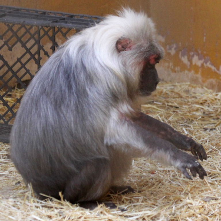 Macaque on piano