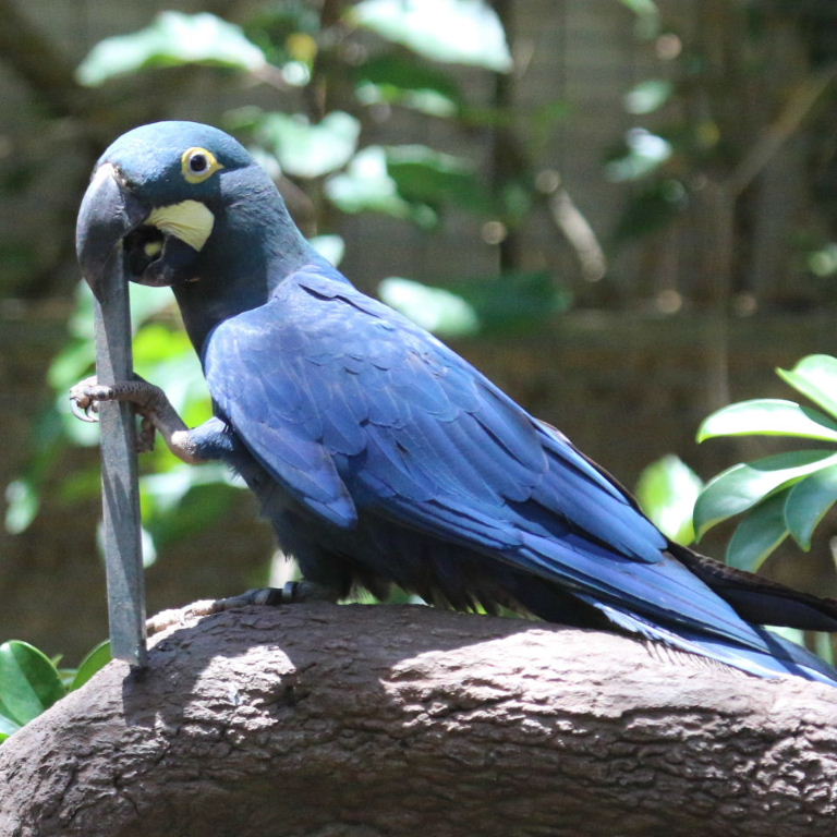 Macaw on pipe