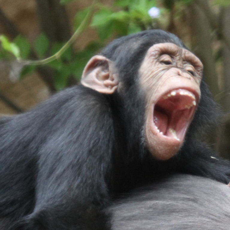 Chimpanzee singing