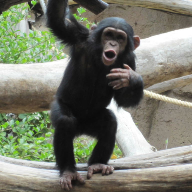 Chimpanzee singing