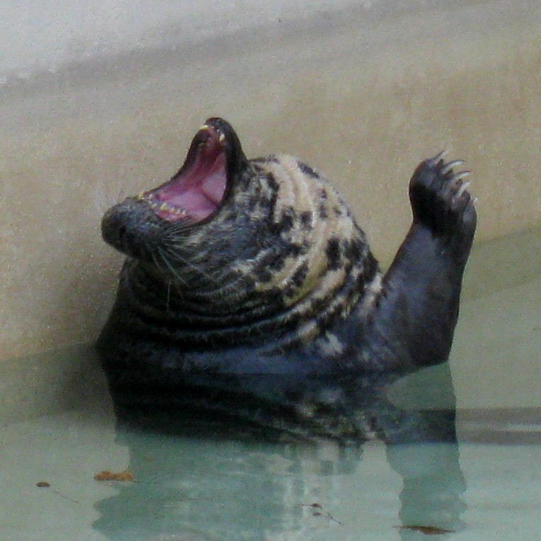 Grey Seal singing