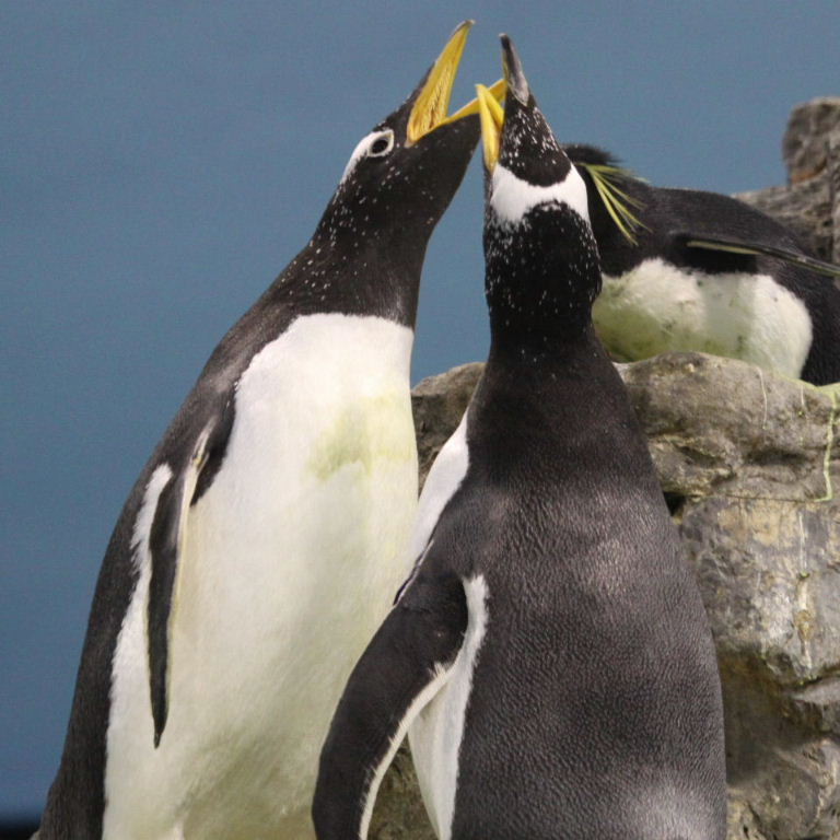 Pengiuns singing
