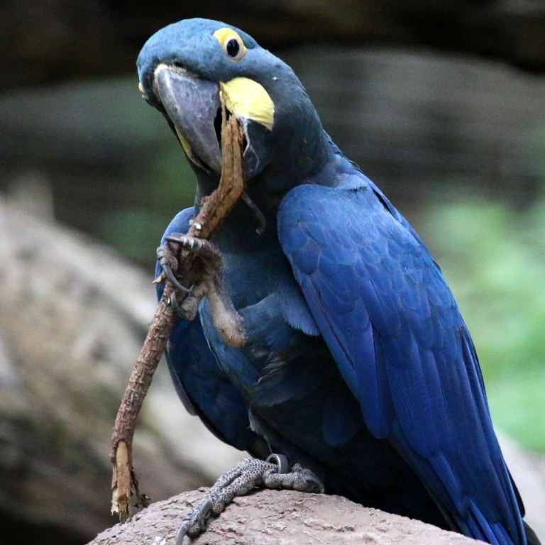 Lear Macaw on Woodwind
