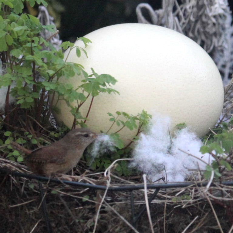 Wren with (Easter) Egg