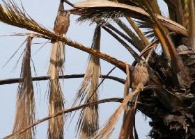 Long-tailed Kestrels