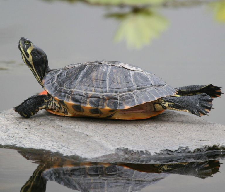 Swimming lessons