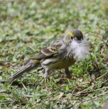 Canary with duck down - winner