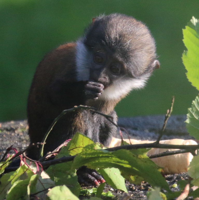 L'Hoesti's monkey - baby