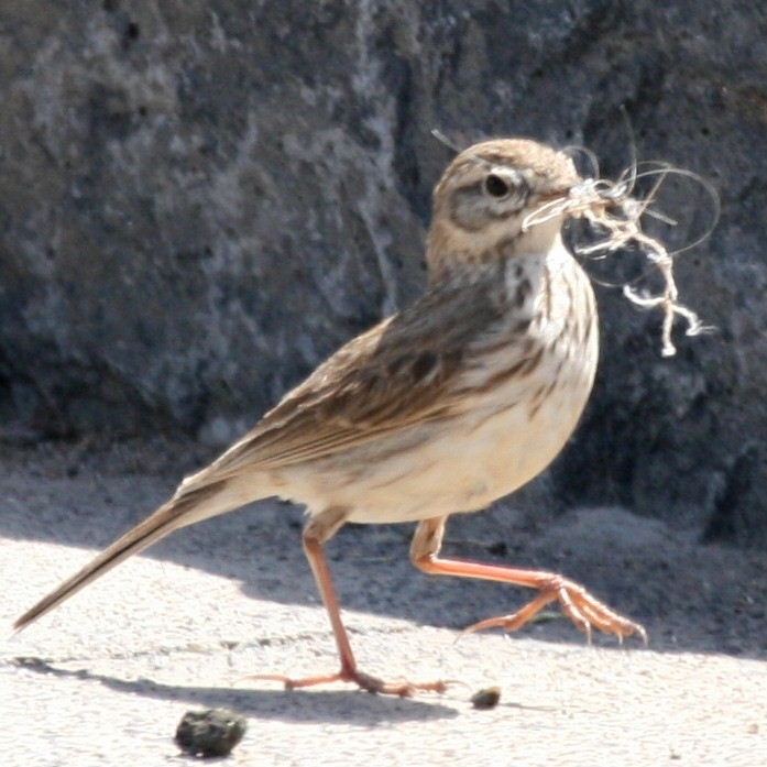 Berthelot's Pipit with nesting material