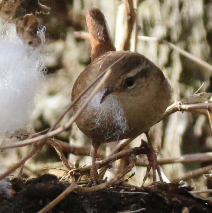 Wren with nesting material