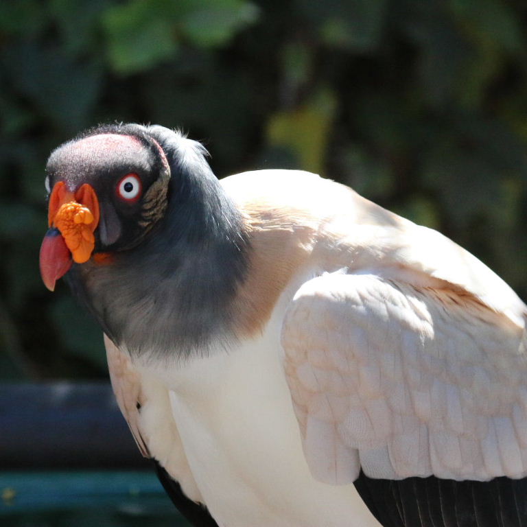 Angry bird