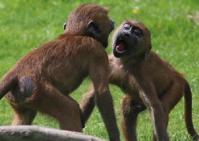 Hey, we're the Monkees