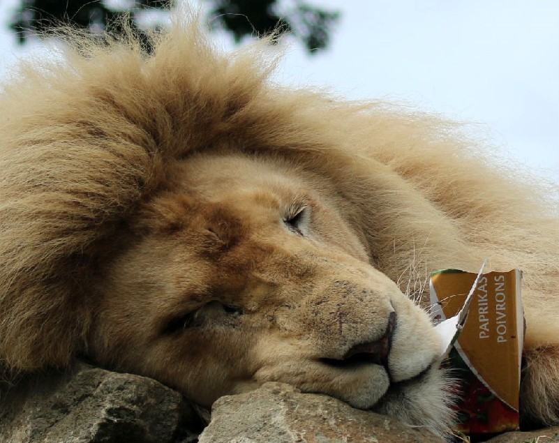 Lions like pepper