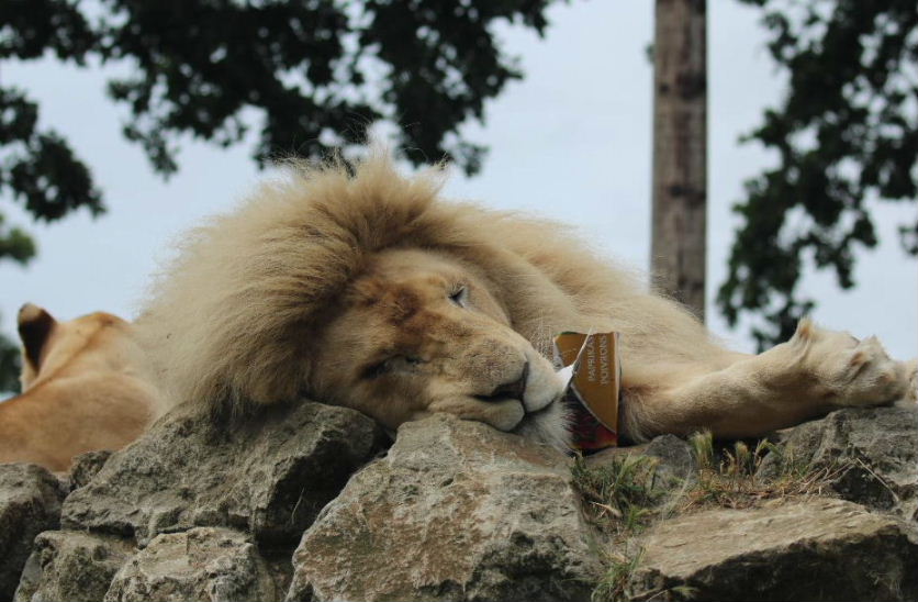 Lions like pepper